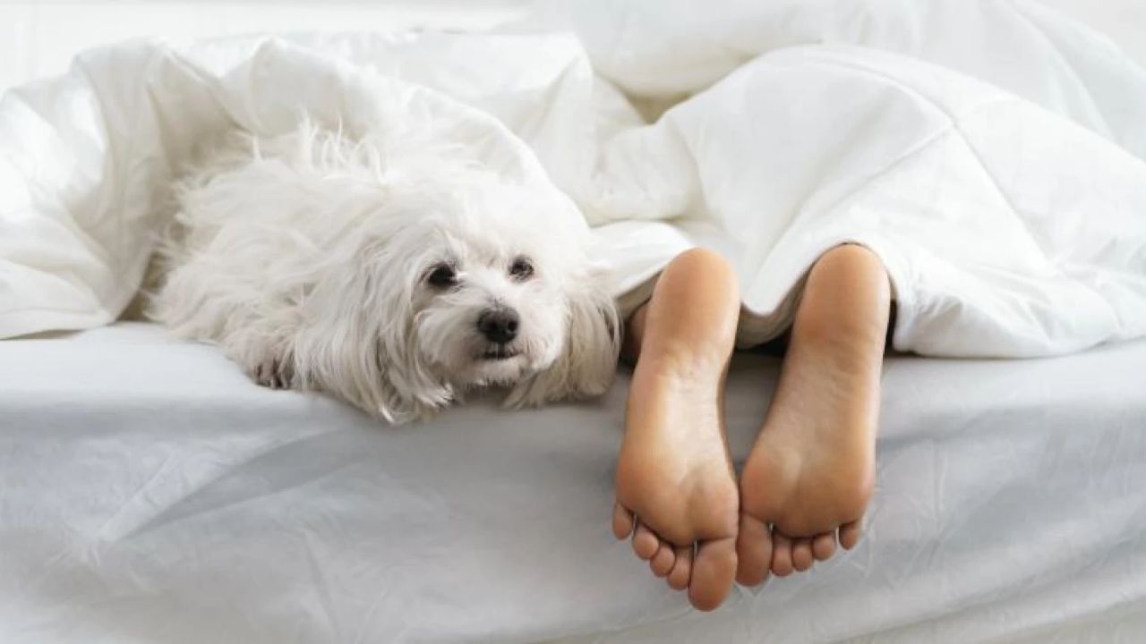 cachorro deitado ao lado de pés de dono na cama