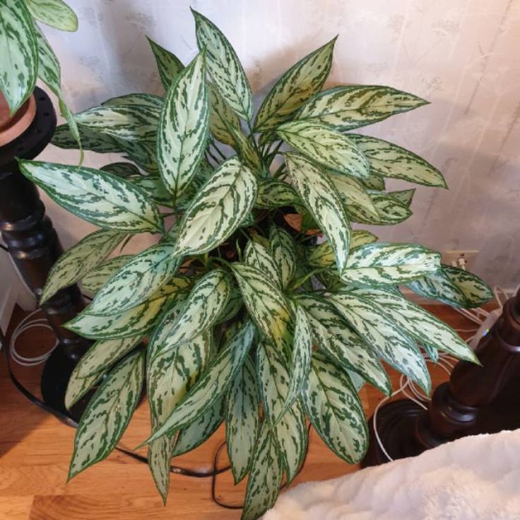 Aglaonema nitidum| Foto: Pinterest Plantas para pessoas alérgicas