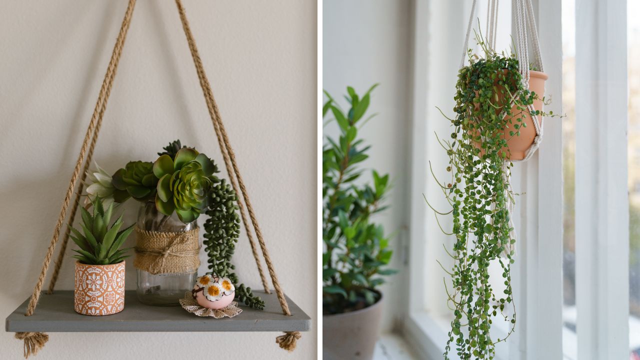 Plantas para decorar sala pequena