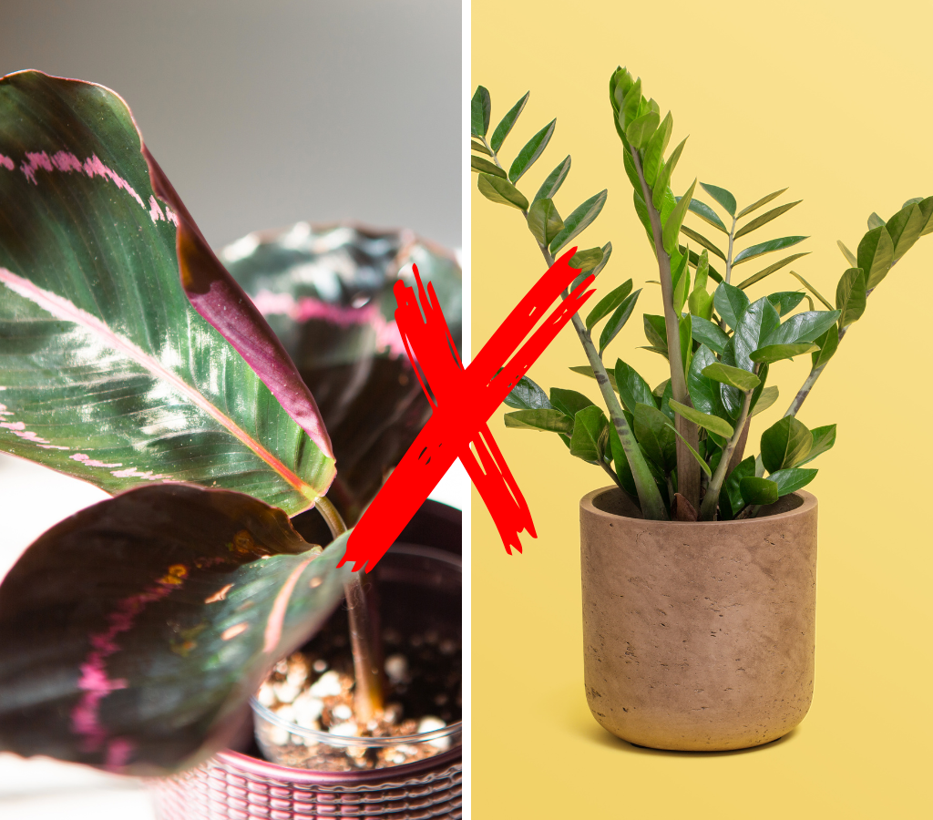 Calathea ‘Dottie’ e ZZ Plant ‘Raven’ plantas domésticas