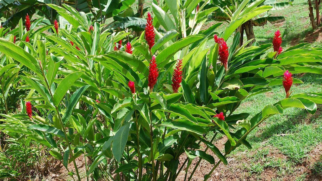 planta alpínia em jardim