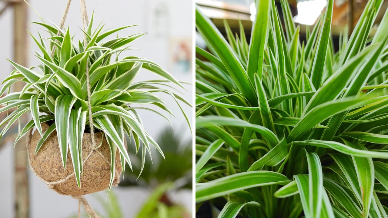 Chlorophytum comosum ‘Ocean’