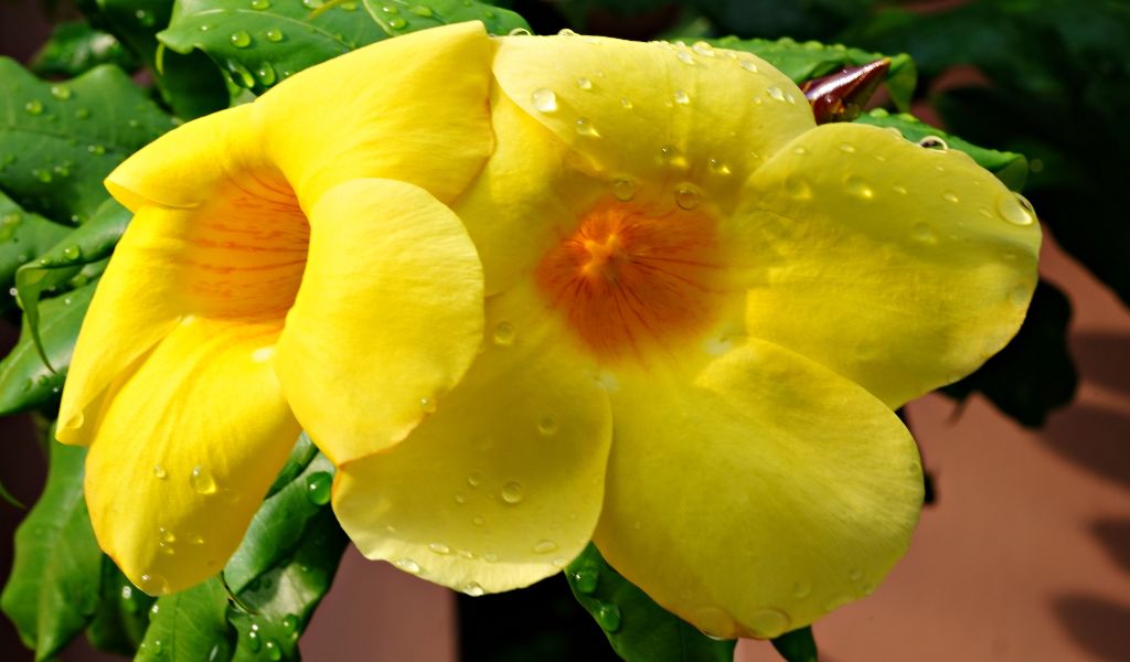 Alamanda plantas trepadeiras