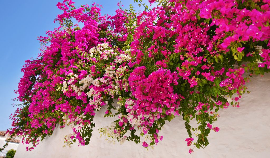 Bougainvillea plantas trepadeiras