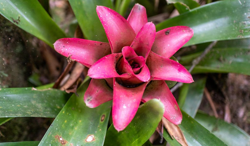 Cultivar bromélia imperial em casa