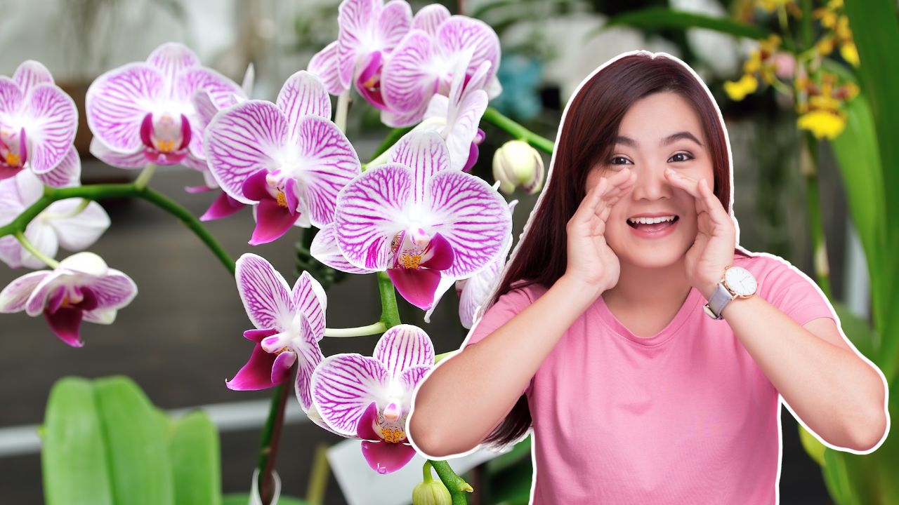 O segredo para orquídeas que duram muito mais e sempre exuberantes