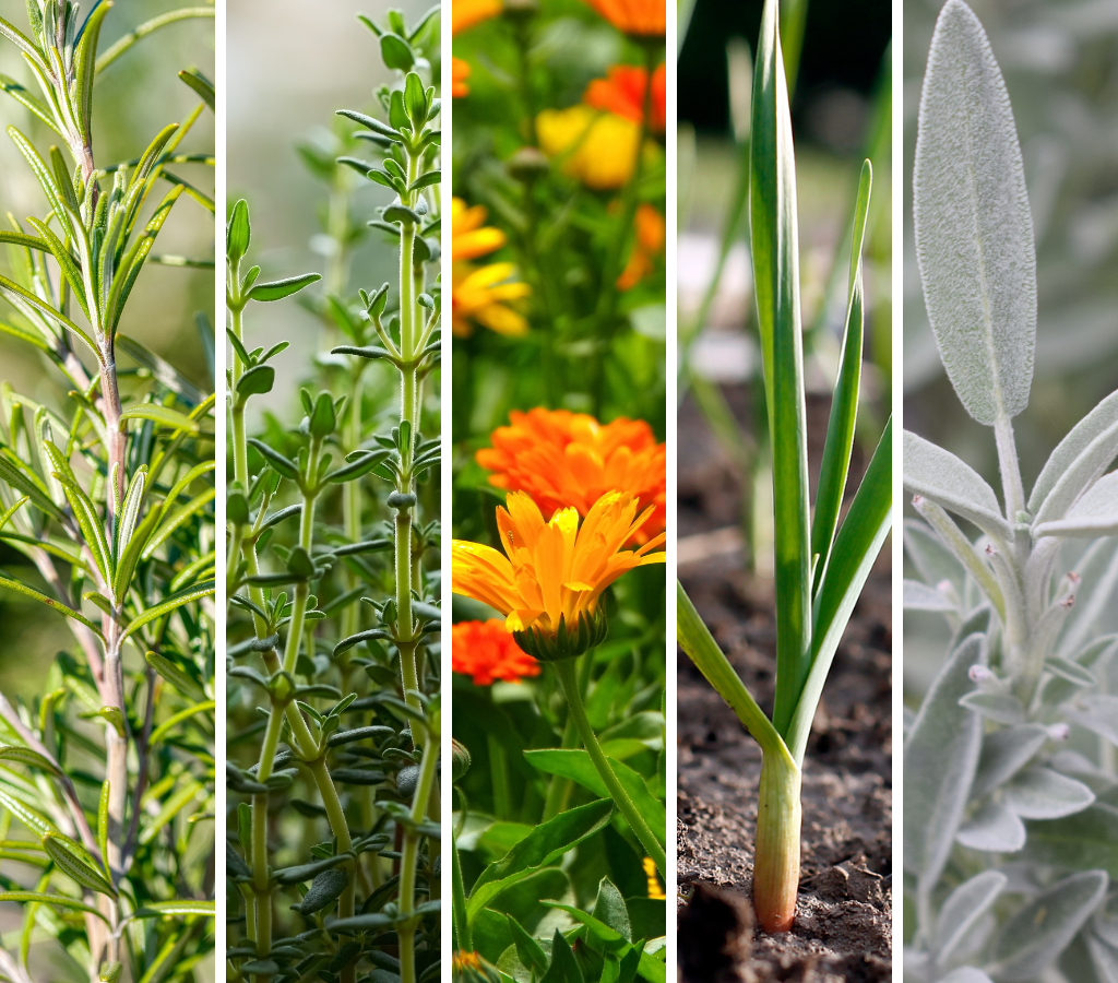 Plantas que combinam com lavanda