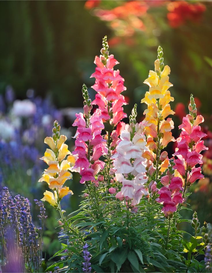 flores no jardim