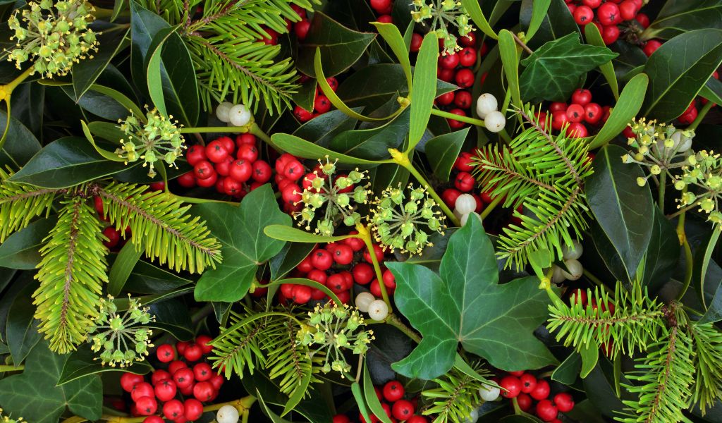 erva-de-passarinho plantas trepadeiras