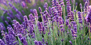 lavanda