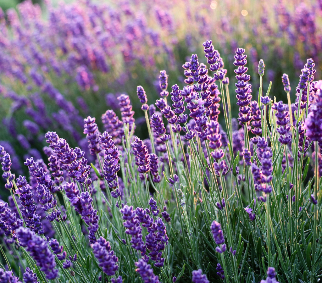 lavanda