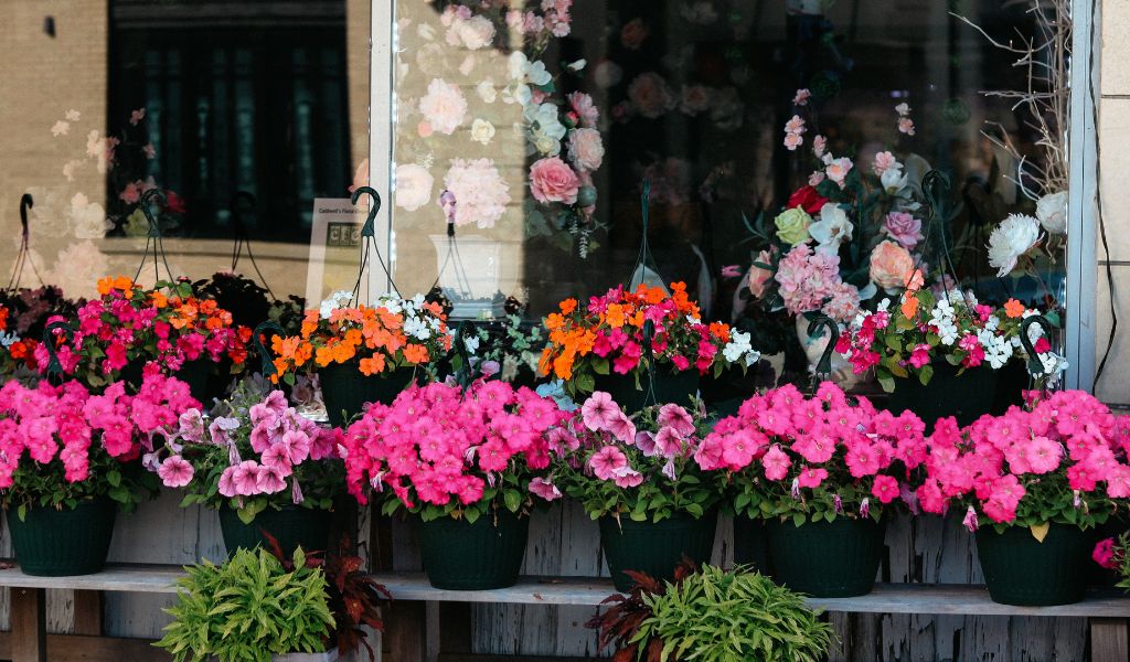 mistura caseira para plantas florescerem